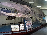 Institut ocanographique, Cau Da - Expo statique